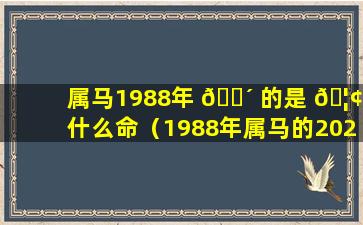 属马1988年 🌴 的是 🦢 什么命（1988年属马的2021年怎么样）